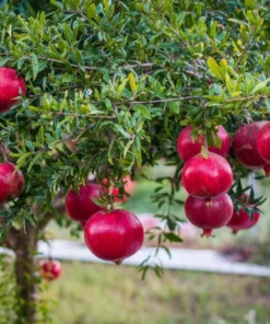 Red Pomegranate Tree Live Plant - Granatum Punicum Starter - 9-12 Inch Tall - Image 4
