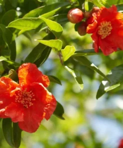 Red Pomegranate Tree Live Plant - Granatum Punicum Starter - 9-12 Inch Tall - Image 5