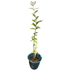 Red Pomegranate Tree Live Plant - Granatum Punicum Starter - 9-12 Inch Tall - Image 6