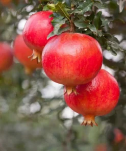 Red Pomegranate Tree Live Plant - Granatum Punicum Starter - 9-12 Inch Tall - Image 1