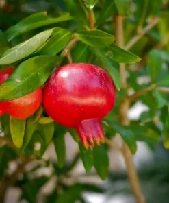 Red Pomegranate Tree Live Plant - Granatum Punicum Starter - 9-12 Inch Tall - Image 9