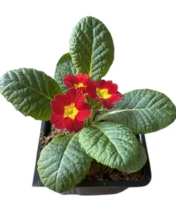 Red Primrose Live Plant - Primula Vulgaris - 4 Inch Pot - Outdoor Flower - Image 10