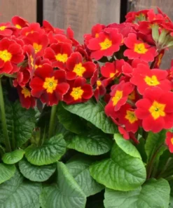 Red Primrose Live Plant - Primula Vulgaris - 4 Inch Pot - Outdoor Flower - Image 3