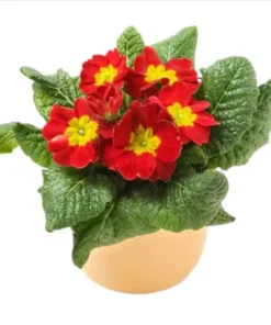 Red Primrose Live Plant - Primula Vulgaris - 4 Inch Pot - Outdoor Flower - Image 4