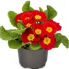 Red Primrose Live Plant - Primula Vulgaris - 4 Inch Pot - Outdoor Flower - Image 1
