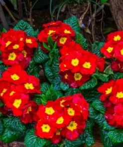 Red Primrose Live Plant - Primula Vulgaris - 4 Inch Pot - Outdoor Flower - Image 8
