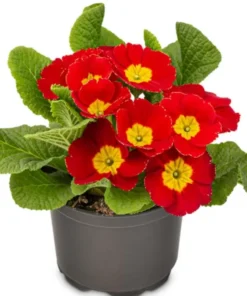 Red Primrose Live Starter Plants – Primula Vulgaris – Set of 2 – 4 Inch Pot – Outdoor Flower - Image 2