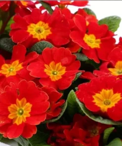 Red Primrose Live Starter Plants – Primula Vulgaris – Set of 2 – 4 Inch Pot – Outdoor Flower - Image 3
