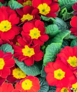 Red Primrose Live Starter Plants – Primula Vulgaris – Set of 2 – 4 Inch Pot – Outdoor Flower - Image 5