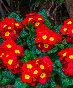 Red Primrose Live Starter Plants – Primula Vulgaris – Set of 2 – 4 Inch Pot – Outdoor Flower - Image 8