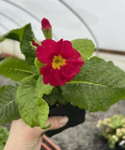 Red Primrose Live Starter Plants – Primula Vulgaris – Set of 2 – 4 Inch Pot – Outdoor Flower - Image 9