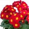 Red Primrose Live Starter Plants – Primula Vulgaris – Set of 2 – 4 Inch Pot – Outdoor Flower - Image 1