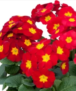 Red Primrose Live Starter Plants – Primula Vulgaris – Set of 2 – 4 Inch Pot – Outdoor Flower - Image 1