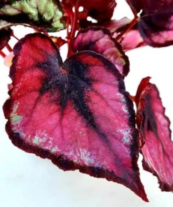 Red Robin Begonia Live Plant – 5-7 Inch Tall Begonia for Indoor/Outdoor - Image 2