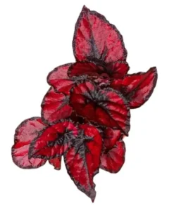 Red Robin Begonia Live Plant – 5-7 Inch Tall Begonia for Indoor/Outdoor - Image 4
