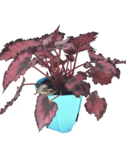 Red Robin Begonia Live Plant – 5-7 Inch Tall Begonia for Indoor/Outdoor - Image 5