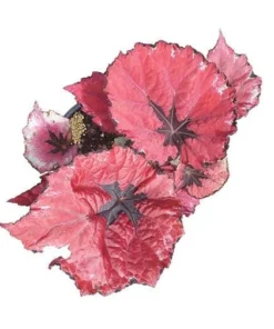 Red Robin Begonia Live Plant – 5-7 Inch Tall Begonia for Indoor/Outdoor - Image 6