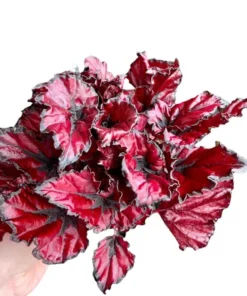 Red Robin Begonia Live Plant – 5-7 Inch Tall Begonia for Indoor/Outdoor - Image 7