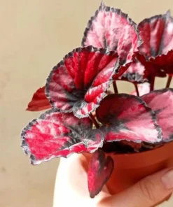 Red Robin Begonia Live Plant – 5-7 Inch Tall Begonia for Indoor/Outdoor - Image 8