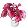 Red Robin Begonia Live Plant – 5-7 Inch Tall Begonia for Indoor/Outdoor - Image 1