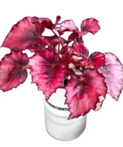 Red Robin Begonia Live Plant – 5-7 Inch Tall Begonia for Indoor/Outdoor - Image 1