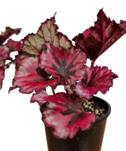 Red Robin Begonia Live Plants - 2-Pack, 5-7 Inch Tall, Houseplant - Image 3