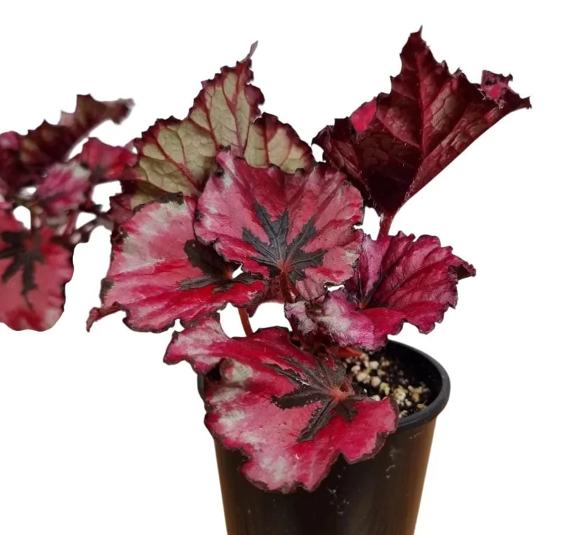 Red Robin Begonia Live Plants - 2-Pack, 5-7 Inch Tall, Houseplant - Image 3