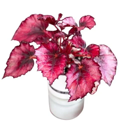 Red Robin Begonia Live Plants - 2-Pack, 5-7 Inch Tall, Houseplant - Image 4