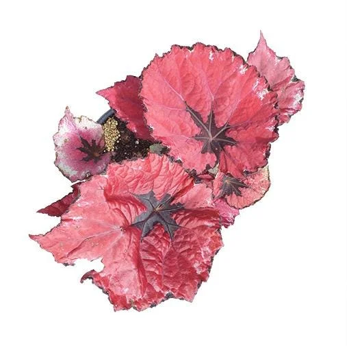 Red Robin Begonia Live Plants - 2-Pack, 5-7 Inch Tall, Houseplant - Image 6