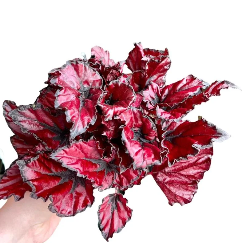 Red Robin Begonia Live Plants - 2-Pack, 5-7 Inch Tall, Houseplant - Image 7