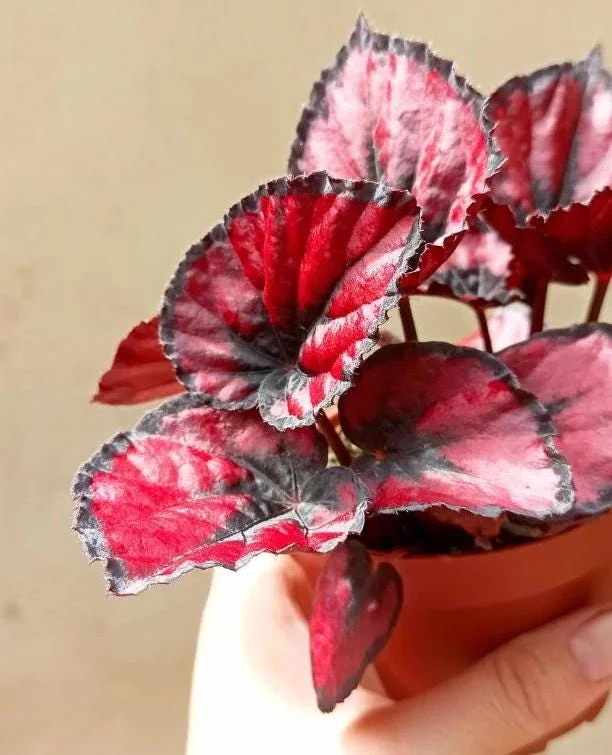 Red Robin Begonia Live Plants - 2-Pack, 5-7 Inch Tall, Houseplant - Image 8