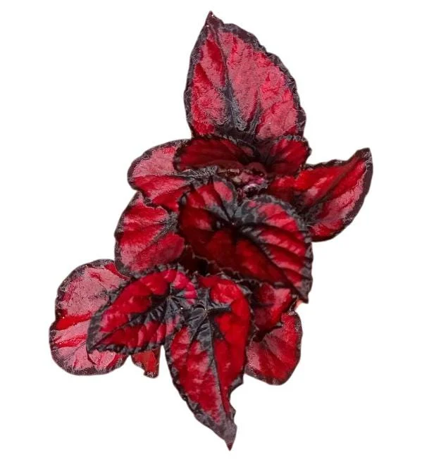 Red Robin Begonia Live Plants - 2-Pack, 5-7 Inch Tall, Houseplant - Image 1