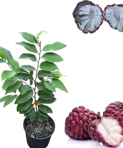 Red Sugar Apple Tree Live Plant, 3 Gallon Pot, 2-3 Feet Tall, Sweet Fruit - Image 3