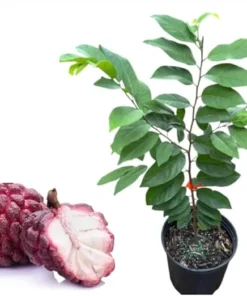 Red Sugar Apple Tree Live Plant – 3 Gallon Pot, 2-3 Feet Tall, Outdoor Fruit Tree - Image 4
