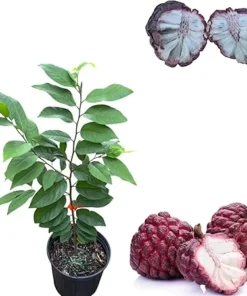Red Sugar Apple Tree Live Plant, 3 Gallon Pot, 2-3 Feet Tall, Sweet Fruit - Image 6