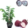 Red Sugar Apple Tree Live Plant, 3 Gallon Pot, 2-3 Feet Tall, Sweet Fruit - Image 1