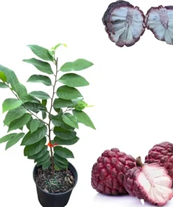 Red Sugar Apple Tree Live Plant, 3 Gallon Pot, 2-3 Feet Tall, Sweet Fruit - Image 1
