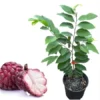 Red Sugar Apple Tree Live Plant – 3 Gallon Pot, 2-3 Feet Tall, Outdoor Fruit Tree - Image 1