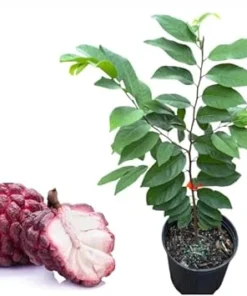Red Sugar Apple Tree Live Plant – 3 Gallon Pot, 2 to 3 Feet Tall - Image 5