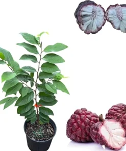 Red Sugar Apple Tree Live Plant, 3 Gallon Pot, Sweet Custard Apple Fruit - Image 4