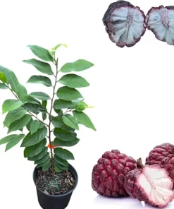 Red Sugar Apple Tree Live Plant, 3 Gallon Pot, Sweet Custard Apple Fruit - Image 7