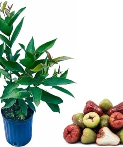 Red Wax Jambu Live Plant - Sweet Fruit Tree, 2-3 Ft Tall, 3 Gallon Pot - Image 2