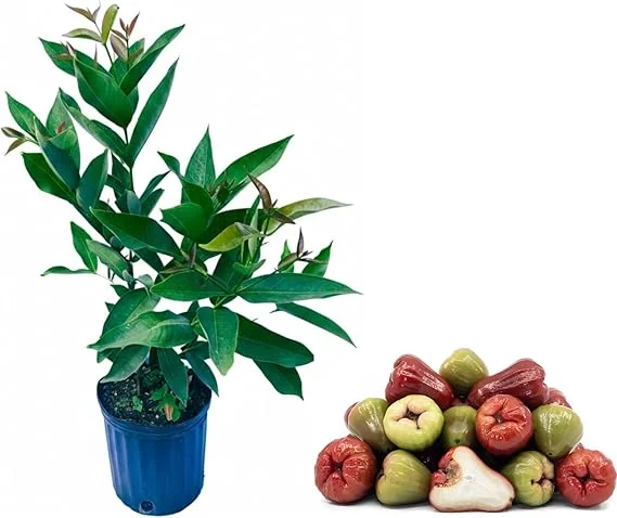 Red Wax Jambu Live Plant - Sweet Fruit Tree, 2-3 Ft Tall, 3 Gallon Pot - Image 1