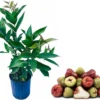 Red Wax Jambu Live Plant - Sweet Fruit Tree, 2-3 ft Tall in 3 Gallon Pot, Outdoor - Image 1