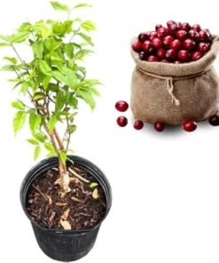 Redhybrid Jaboticaba Tree Live Plant - Brazilian Grapetree in 3 Gallon Pot, 1-2 ft Tall - Image 4