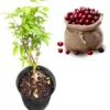 Redhybrid Jaboticaba Tree Live Plant - Brazilian Grapetree in 3 Gallon Pot, 1-2 ft Tall - Image 1