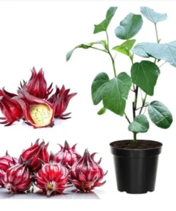 Roselle Hibiscus Live Plant for Planting - Jamaican Sorrel - 8-12 Inch Tall, 2 Plants per Pot - Image 1