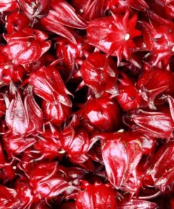 Roselle Hibiscus Live Plant for Planting - Jamaican Sorrel - 8-12 Inch Tall, 2 Plants per Pot - Image 2