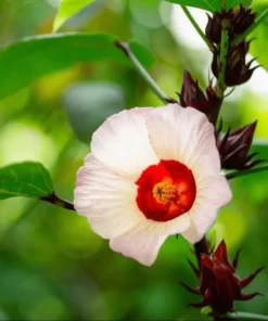 Roselle Hibiscus Live Plant for Planting - Jamaican Sorrel - 8-12 Inch Tall, 2 Plants per Pot - Image 4