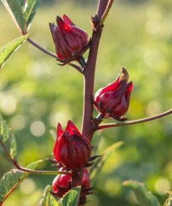 Roselle Hibiscus Live Plant for Planting - Jamaican Sorrel - 8-12 Inch Tall, 2 Plants per Pot - Image 5